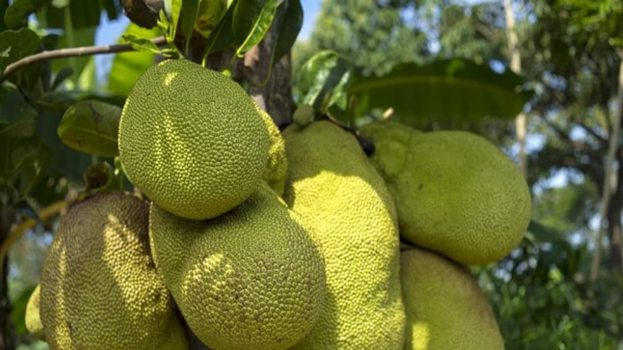 பலாக்காய் உடலில் சர்க்கரையின் அளவை குறைக்கும் சக்தி கொண்டது. இன்னும் பல மருத்துவகுணங்கள் உள்ளே... 