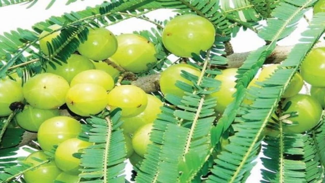 நெல்லிக்காய் சாகுபடியில் ஏக்கருக்கு 1 லட்சம்; பட்டையைக் கிளப்பும் பழனி… நெல்லிக்காய் சாகுபடியில் ஏக்கருக்கு 1 லட்சம்; பட்டையைக் கிளப்பும் பழனி…