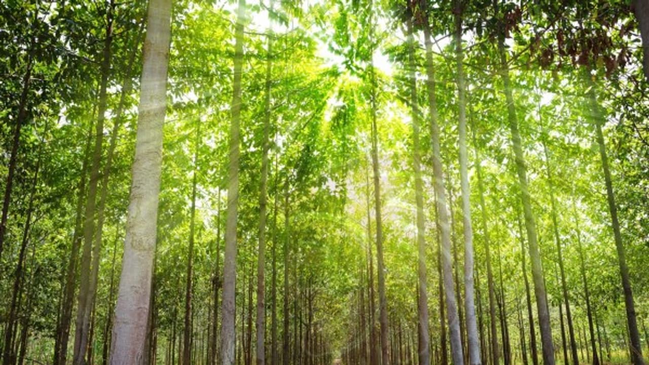 தேக்கு மர நாற்றங்காலில் பூச்சி தாக்குதலும், தடுக்கும் முறைகளும் இதோ... தேக்கு மர நாற்றங்காலில் பூச்சி தாக்குதலும், தடுக்கும் முறைகளும் இதோ...