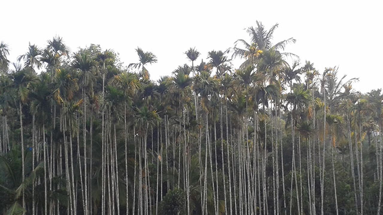 വയനാട്ടിലെ കര്ഷകര് കവുങ്ങ് കൃഷി ഉപേക്ഷിക്കുന്നു വയനാട്ടിലെ കര്ഷകര് കവുങ്ങ് കൃഷി ഉപേക്ഷിക്കുന്നു