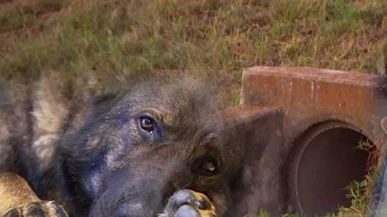 How this K9 dog found Sherin Mathews' body when all hope was lost How this K9 dog found Sherin Mathews' body when all hope was lost