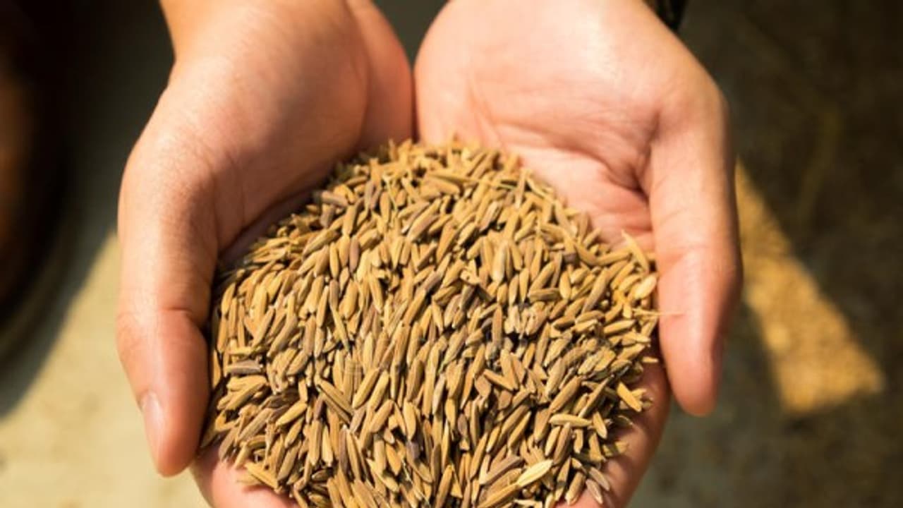 விதை நெல்லை இப்படிதான் சேமிக்கணும்? எத்தனை வழிமுறைகள் இருக்கு... விதை நெல்லை இப்படிதான் சேமிக்கணும்? எத்தனை வழிமுறைகள் இருக்கு...