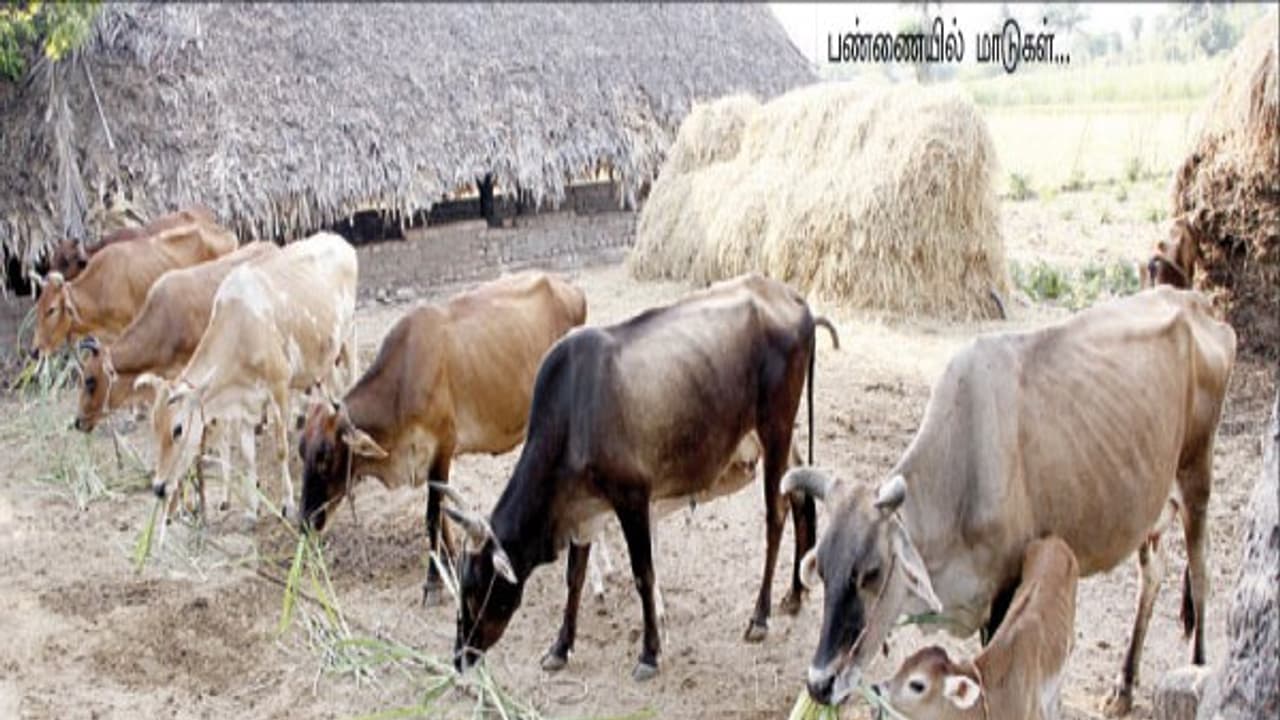 கறவை மாடுகளை பராமரிக்க சில அட்டகாசமான உத்திகள் இருக்கு. தெரிஞ்சுக்க இதை வாசிங்க... கறவை மாடுகளை பராமரிக்க சில அட்டகாசமான உத்திகள் இருக்கு. தெரிஞ்சுக்க இதை வாசிங்க...