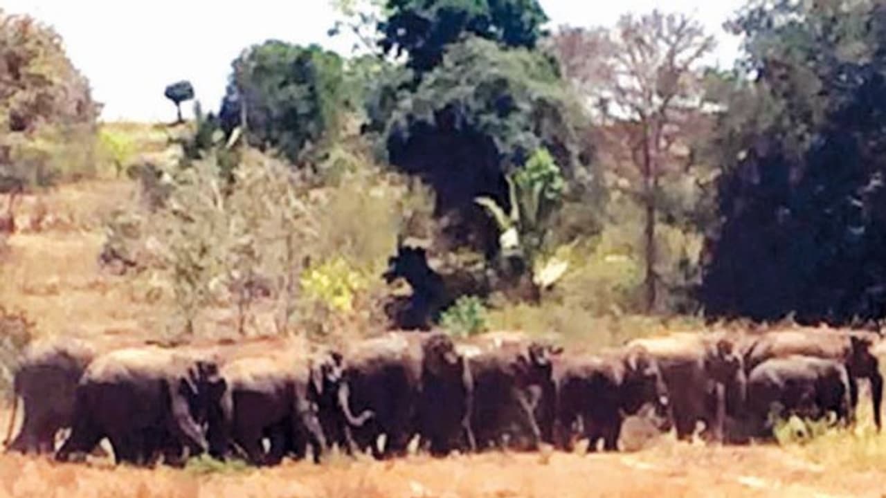 பயிர்களை நாசம் செய்துவந்த 30 க்கும் மேற்பட்ட யானைகள் காப்புகாட்டிற்கு விரட்டியடிப்பு விவசாயிகள் மகிழ்ச்சி... பயிர்களை நாசம் செய்துவந்த 30 க்கும் மேற்பட்ட யானைகள் காப்புகாட்டிற்கு விரட்டியடிப்பு விவசாயிகள் மகிழ்ச்சி...