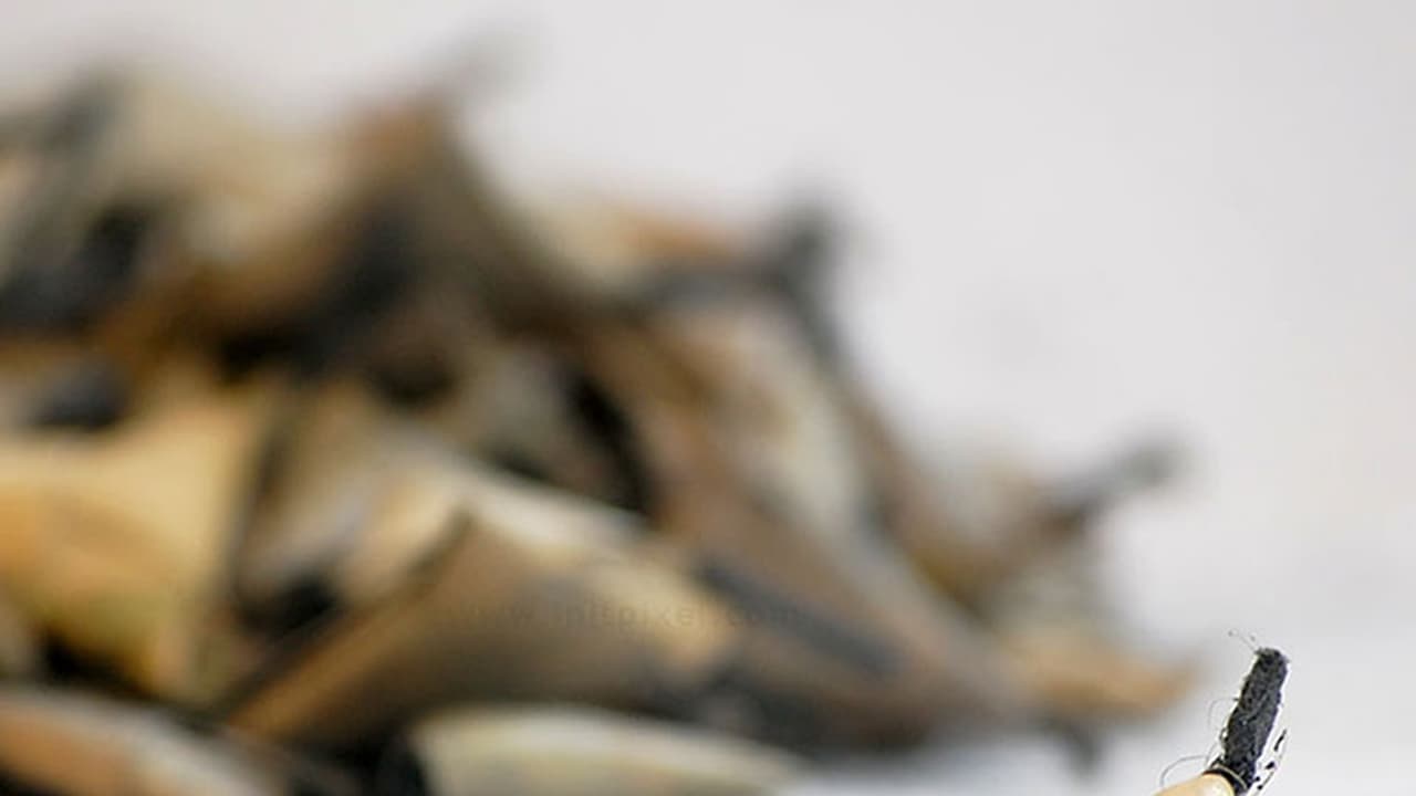 പടക്കനിർമാണ ശാലയില് പൊട്ടിത്തെറി; നാല് മരണം പടക്കനിർമാണ ശാലയില് പൊട്ടിത്തെറി; നാല് മരണം