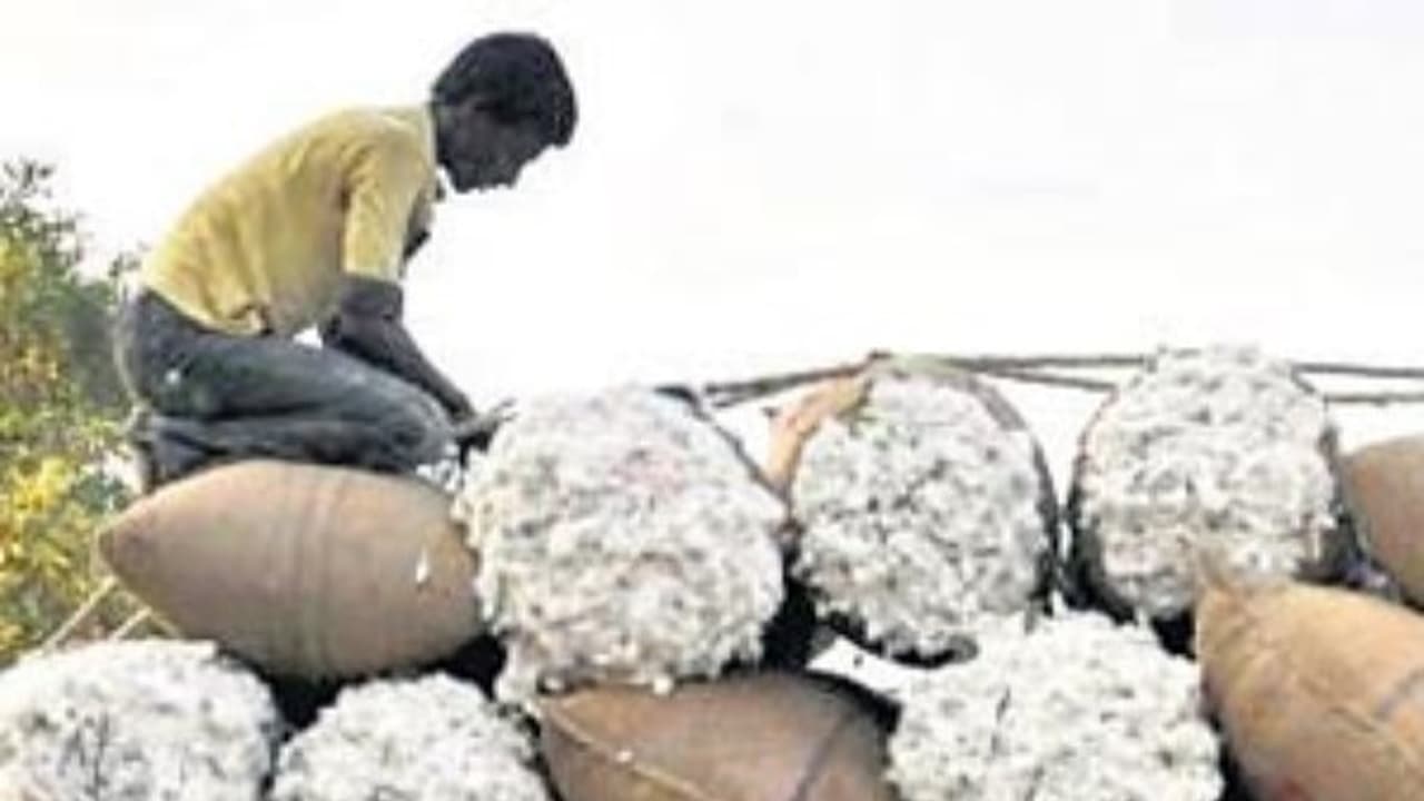 அறுவடைக்கு பிறகு பருத்தி சேமிப்பை இப்படிதான் செய்யணும்... அவ்வளவு வழிமுறைகள் இருக்கு... அறுவடைக்கு பிறகு பருத்தி சேமிப்பை இப்படிதான் செய்யணும்... அவ்வளவு வழிமுறைகள் இருக்கு...