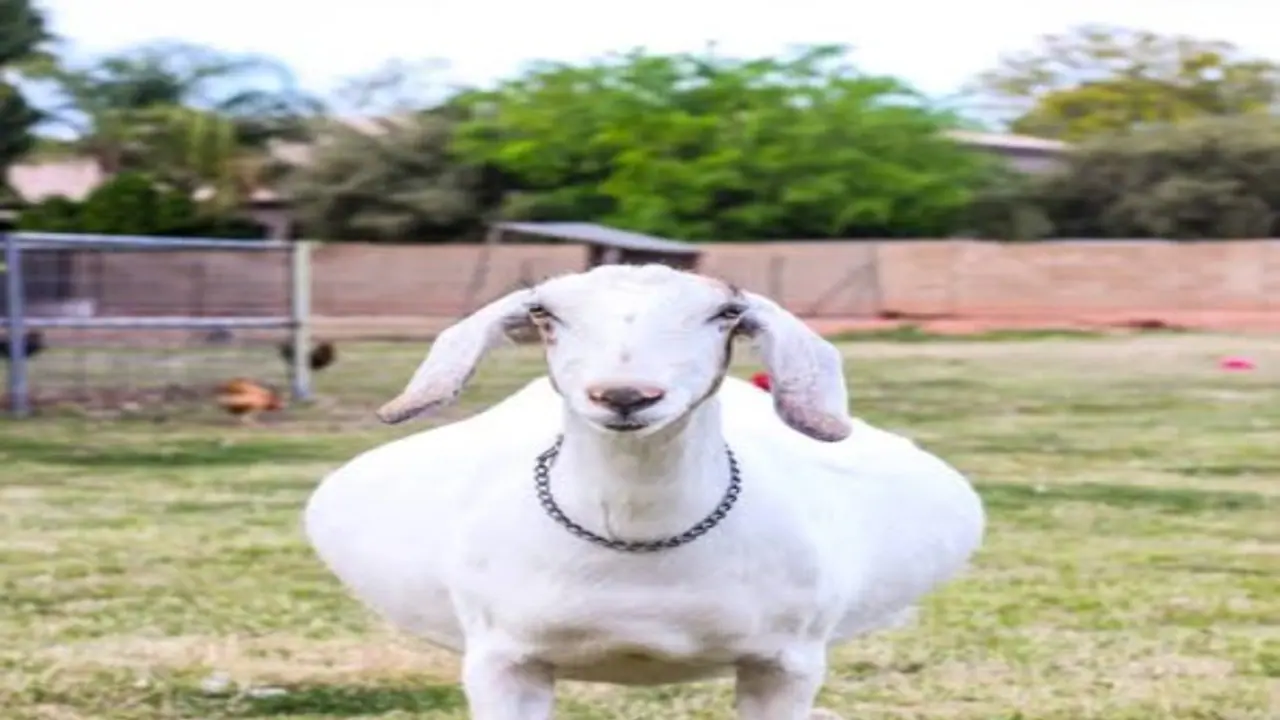 சினை ஆடுகளின் அறிகுறிகள் முதல் குட்டி ஈனும் தருணம் வரை மேற்கொள்ள வேண்டிய பராமரிப்புகள்... சினை ஆடுகளின் அறிகுறிகள் முதல் குட்டி ஈனும் தருணம் வரை மேற்கொள்ள வேண்டிய பராமரிப்புகள்...