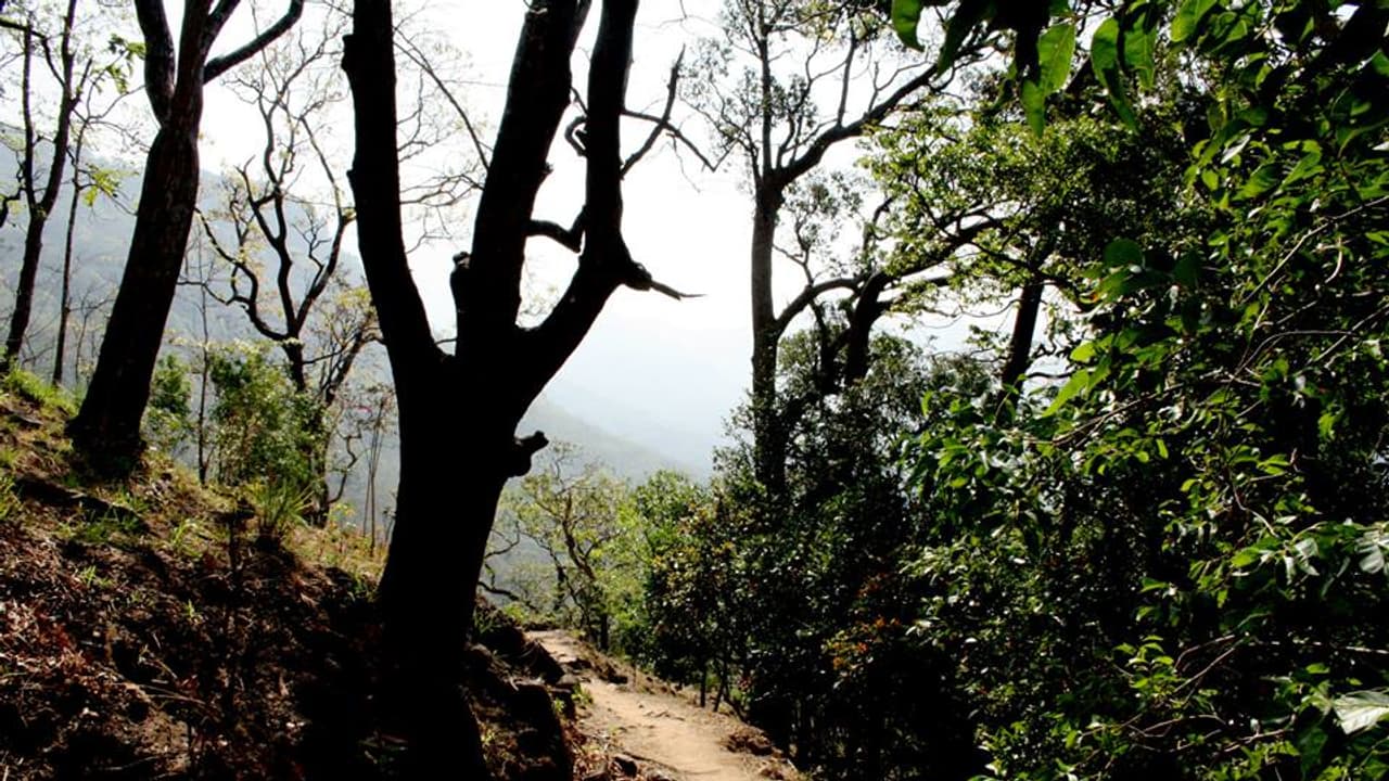 അഗസ്ത്യാര്കൂടത്തിലേക്ക് അനധികൃതമായി പ്രവേശിക്കാന് ശ്രമിച്ച 12 അംഗ സംഘം അറസ്റ്റില് അഗസ്ത്യാര്കൂടത്തിലേക്ക് അനധികൃതമായി പ്രവേശിക്കാന് ശ്രമിച്ച 12 അംഗ സംഘം അറസ്റ്റില്