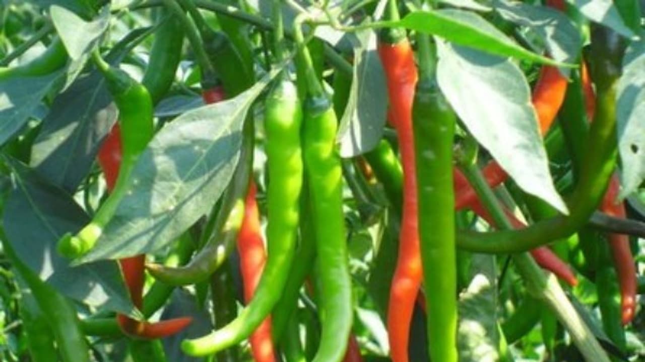 மிளகாயை தாக்கும் பூச்சிகள் மற்றும் அவற்றைக் கட்டுப்படுத்தும் எளிய முறைகள் இதோ... மிளகாயை தாக்கும் பூச்சிகள் மற்றும் அவற்றைக் கட்டுப்படுத்தும் எளிய முறைகள் இதோ...