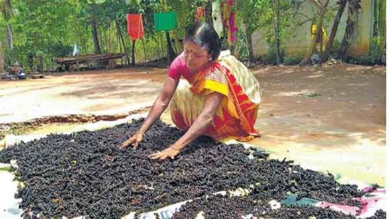 இயற்கை உதவியுடன் மிளகு சாகுபடி செய்ய இந்த எளிய முறை உதவும்... இயற்கை உதவியுடன் மிளகு சாகுபடி செய்ய இந்த எளிய முறை உதவும்...