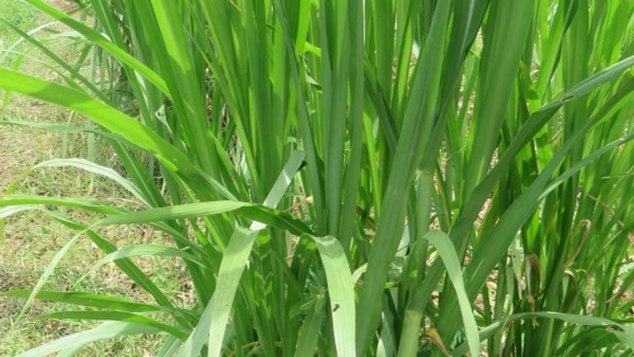 வெள்ளாட்டு தீவனமான நேப்பியல் புல் வகையை பற்றி தெரிஞ்சுக்க இதை வாசிங்க... வெள்ளாட்டு தீவனமான நேப்பியல் புல் வகையை பற்றி தெரிஞ்சுக்க இதை வாசிங்க...