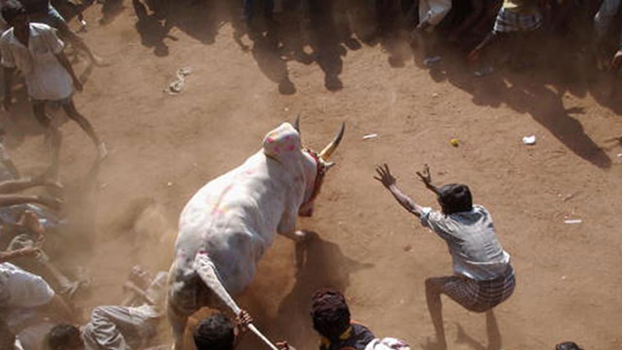 ജെല്ലിക്കെട്ട് സംബന്ധിച്ച തീരുമാനം ഭരണഘടനാ ബെഞ്ചിന് വിട്ടു ജെല്ലിക്കെട്ട് സംബന്ധിച്ച തീരുമാനം ഭരണഘടനാ ബെഞ്ചിന് വിട്ടു