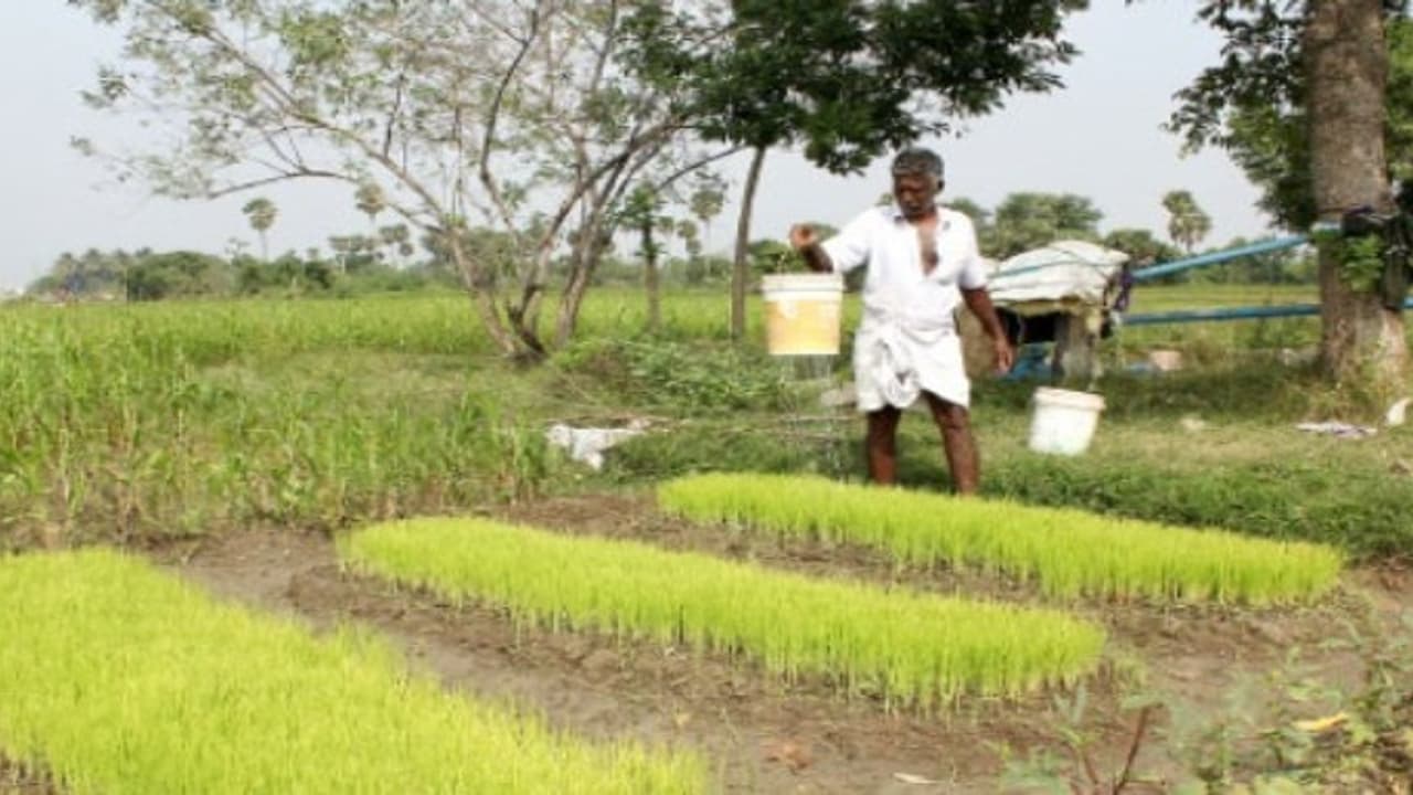 தொழிலாளியாக இல்லாமல் விவசாயம் மூலம் முதலாளியான பட்டதாரி… தொழிலாளியாக இல்லாமல் விவசாயம் மூலம் முதலாளியான பட்டதாரி…