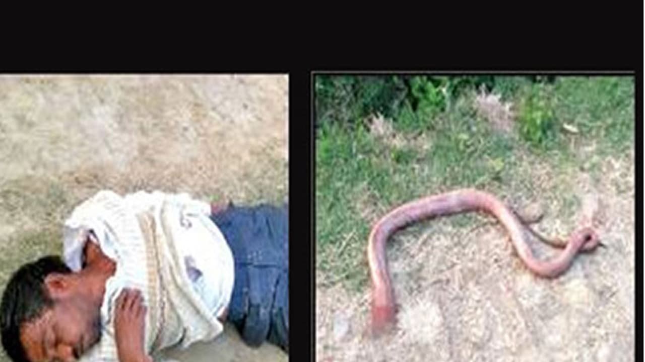 പാമ്പ് കടിച്ചെന്ന് യുവാവ്; പ്രതികാരമായി പാമ്പിന്റെ തല ചവച്ച് തുപ്പി പാമ്പ് കടിച്ചെന്ന് യുവാവ്; പ്രതികാരമായി പാമ്പിന്റെ തല ചവച്ച് തുപ്പി