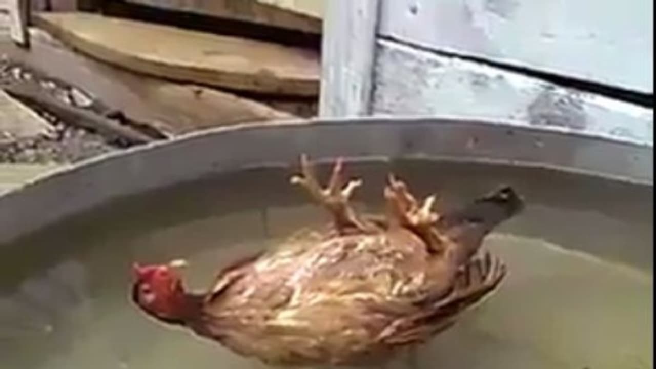 தண்ணீரில் தூங்கும் அதிசய கோழி..! நீங்களே பாருங்கள்...! தண்ணீரில் தூங்கும் அதிசய கோழி..! நீங்களே பாருங்கள்...!