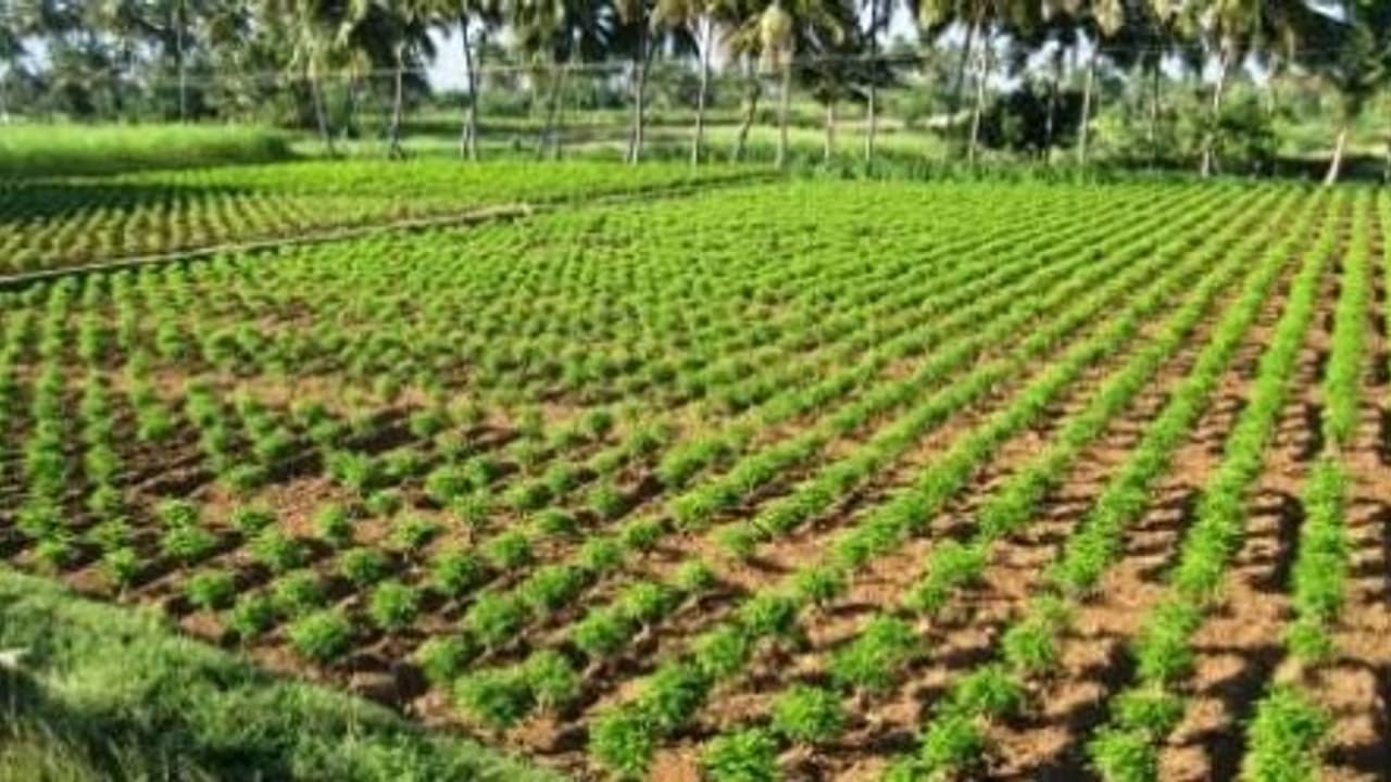 காய்கறிப் பயிர்களில் விதைநேர்த்தி மற்றும் நாற்றழுகல் நோயைக் கட்டுப்படுத்துவது எப்படி?