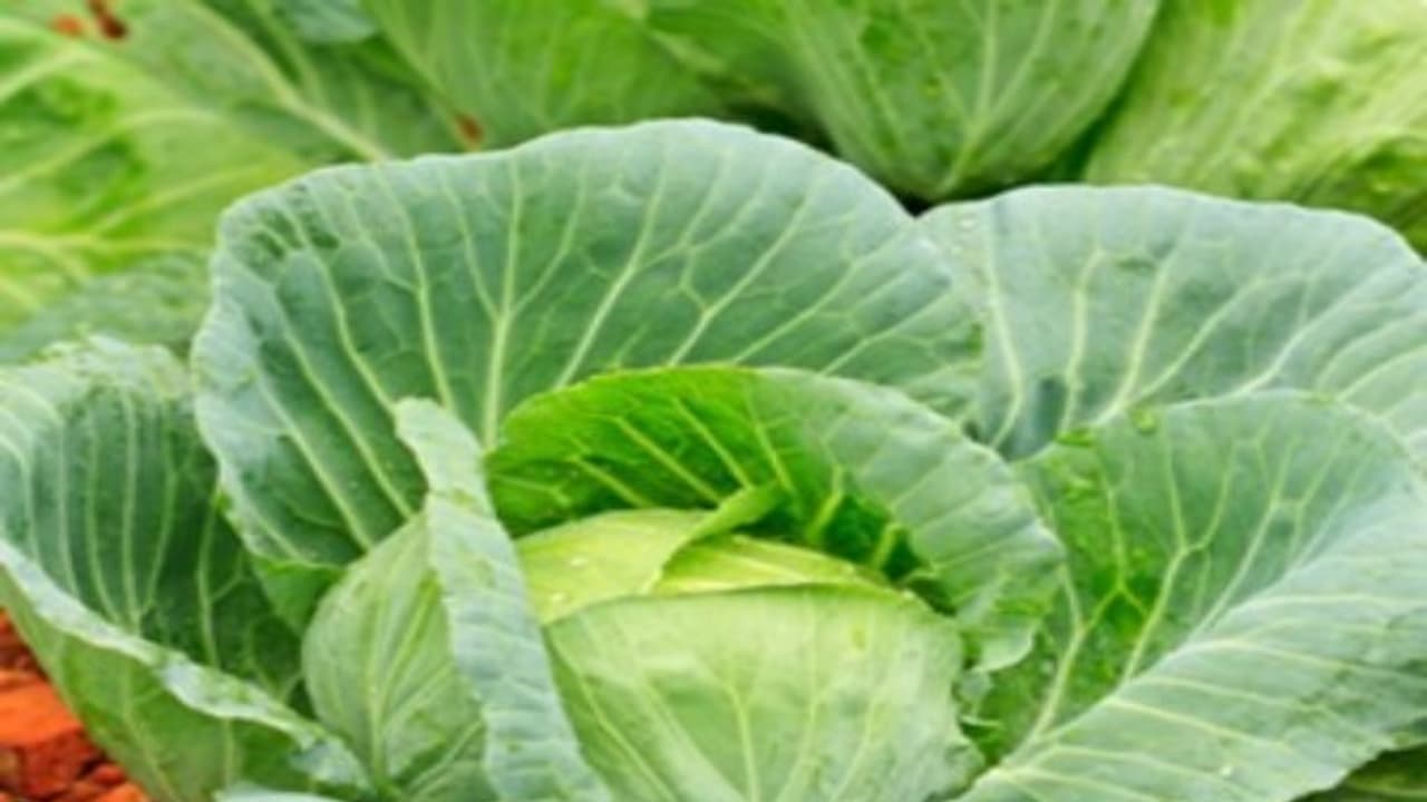 முட்டைகோஸை இப்படி சாப்பிட்டால்தான் அதிலுள்ள சத்துகள் அனைத்தும் நமக்கு கிடைக்கும்... முட்டைகோஸை இப்படி சாப்பிட்டால்தான் அதிலுள்ள சத்துகள் அனைத்தும் நமக்கு கிடைக்கும்...