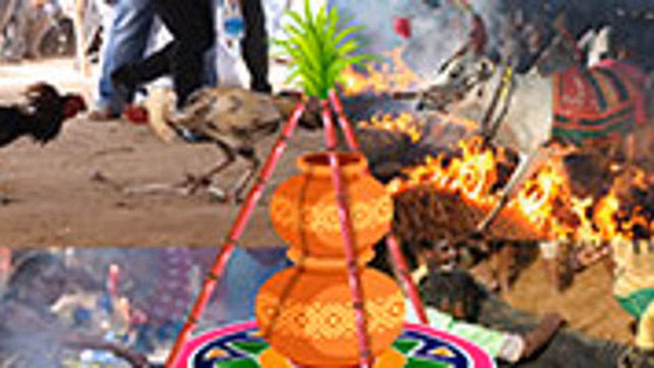 ముక్కనుమ రోజు... ప్రయాణం చేయొచ్చా..? ముక్కనుమ రోజు... ప్రయాణం చేయొచ్చా..?