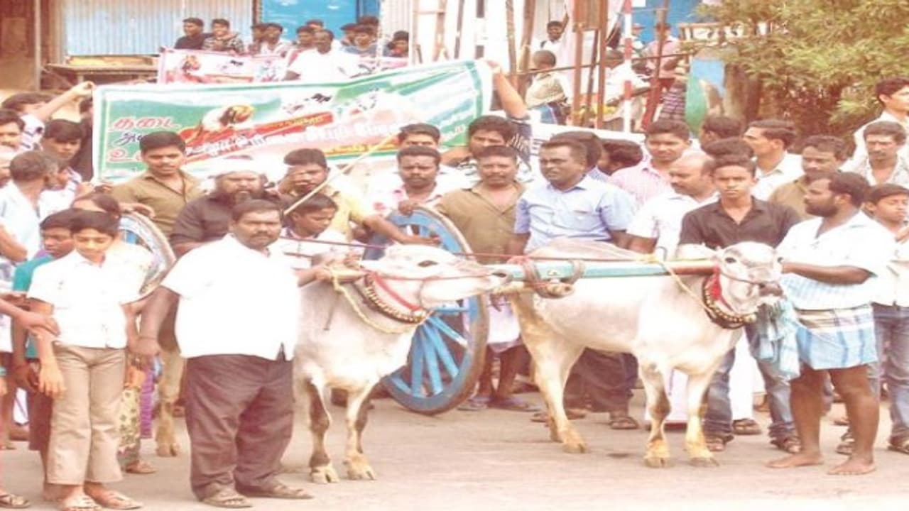 தமிழர்களின் பண்பாட்டைக் காக்க மூன்றாவது நாளாக தொடரும் உரிமைக்குரல்… தமிழர்களின் பண்பாட்டைக் காக்க மூன்றாவது நாளாக தொடரும் உரிமைக்குரல்…