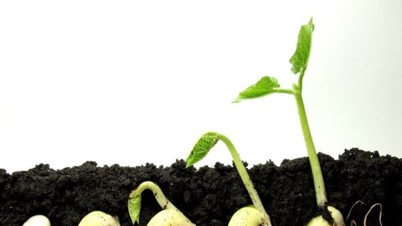 தரமான விதைகளை கண்டறிந்து பயிரிட்டால் நல்ல மகசூலை பெறலாம்… தரமான விதைகளை கண்டறிந்து பயிரிட்டால் நல்ல மகசூலை பெறலாம்…