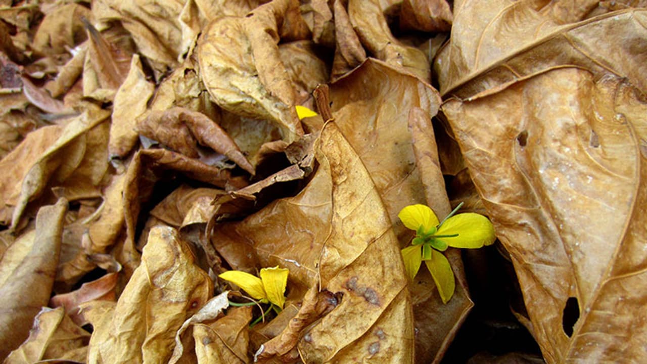 കൊടും വേനലിനോട് ഒരു മഴ ചെയ്തത്; വേനല് കത്തിയ വയനാട്ടിലൂടെ ഒരു ക്യാമറ കൊടും വേനലിനോട് ഒരു മഴ ചെയ്തത്; വേനല് കത്തിയ വയനാട്ടിലൂടെ ഒരു ക്യാമറ