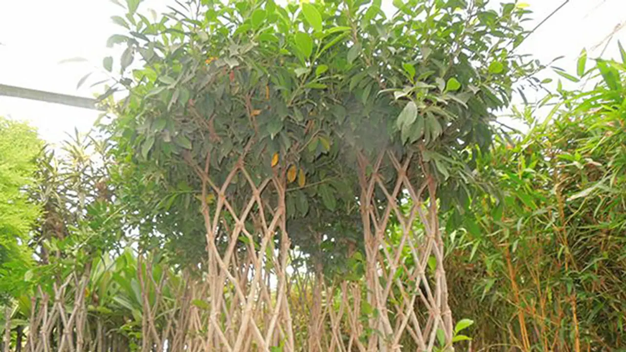 Now, tell BBMP what trees you want in your locality Now, tell BBMP what trees you want in your locality