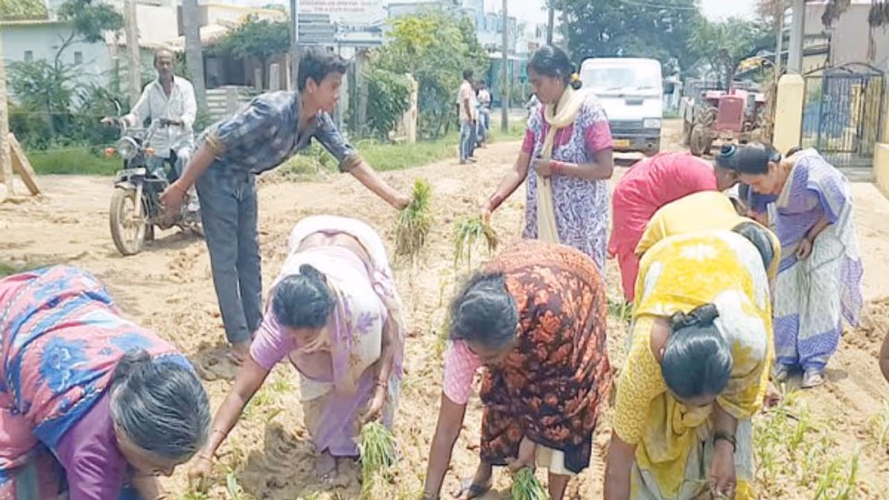 சேதமடைந்த சாலையை சீரமைக்காத அதிகாரிகள்; சாலையில் நாற்று நட்டு மக்கள் போராட்டம்…. சேதமடைந்த சாலையை சீரமைக்காத அதிகாரிகள்; சாலையில் நாற்று நட்டு மக்கள் போராட்டம்….