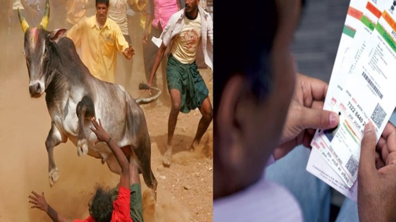 ஜல்லிகட்டுக்கும் “ஆதார் கார்டு “....!!! முன்பதிவு மும்முரம்...!! களமிறங்கும் காளைகள் ..!! ஜல்லிகட்டுக்கும் “ஆதார் கார்டு “....!!! முன்பதிவு மும்முரம்...!! களமிறங்கும் காளைகள் ..!!