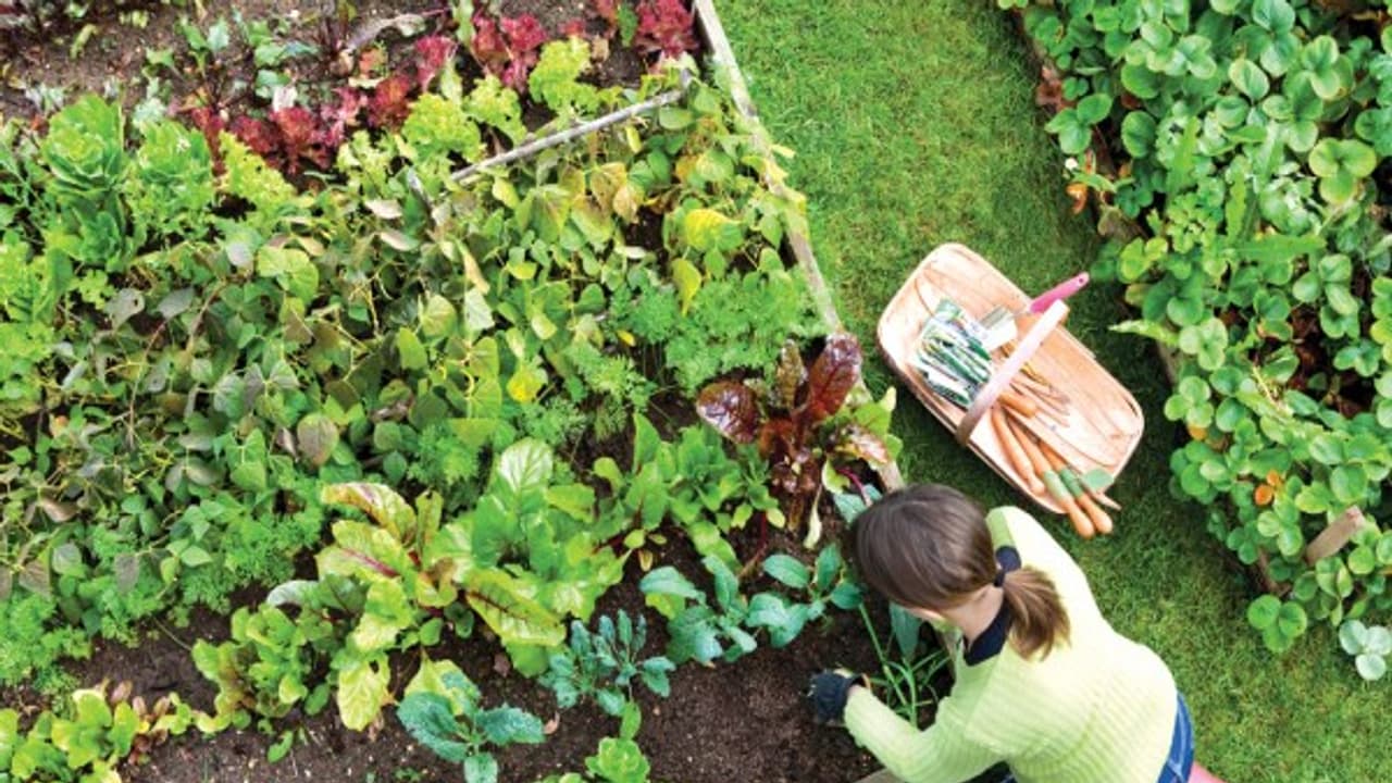 வீட்டுக் காய்கறித் தோட்டம் அமைக்க இடத்தை எப்படி தேர்வு செய்வது? வீட்டுக் காய்கறித் தோட்டம் அமைக்க இடத்தை எப்படி தேர்வு செய்வது?