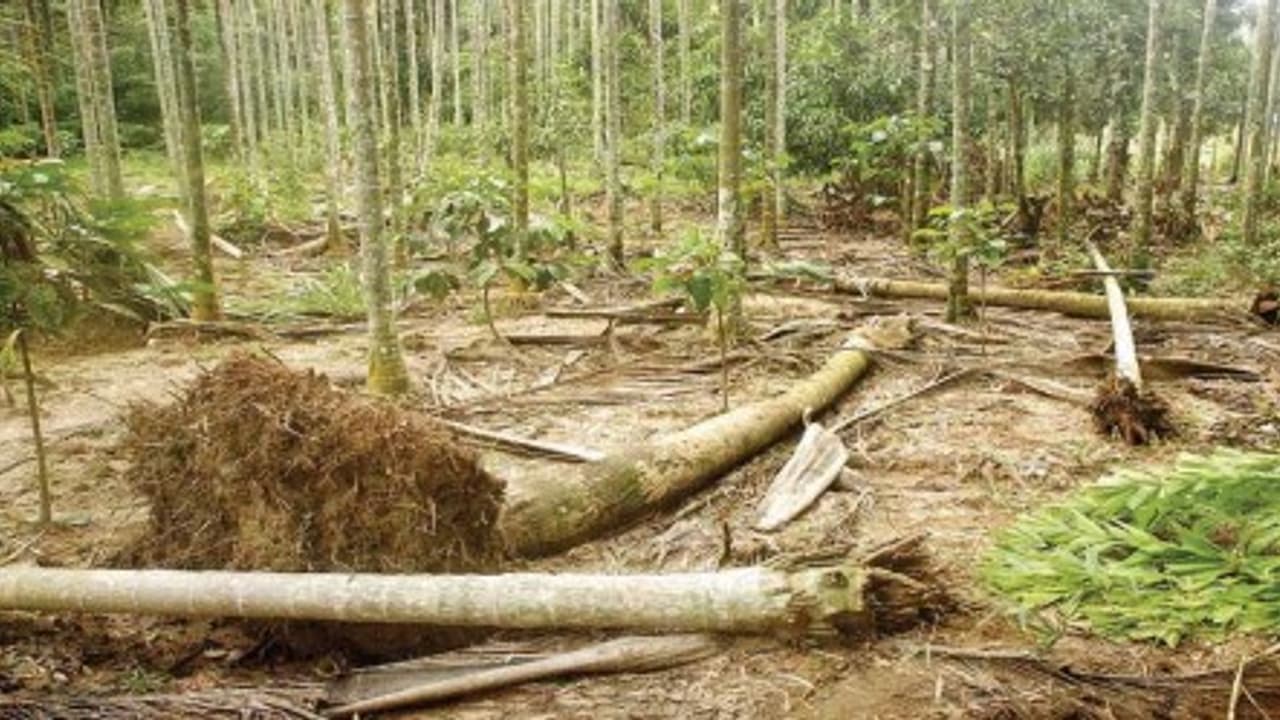 உணவுத் தட்டுப்பாட்டால் கிராமத்திற்குள் புகுந்த காட்டு யானைகள்; தென்னை, பாக்கு மரங்களை சாய்த்ததால் பல லட்சம் இழப்பு… உணவுத் தட்டுப்பாட்டால் கிராமத்திற்குள் புகுந்த காட்டு யானைகள்; தென்னை, பாக்கு மரங்களை சாய்த்ததால் பல லட்சம் இழப்பு…