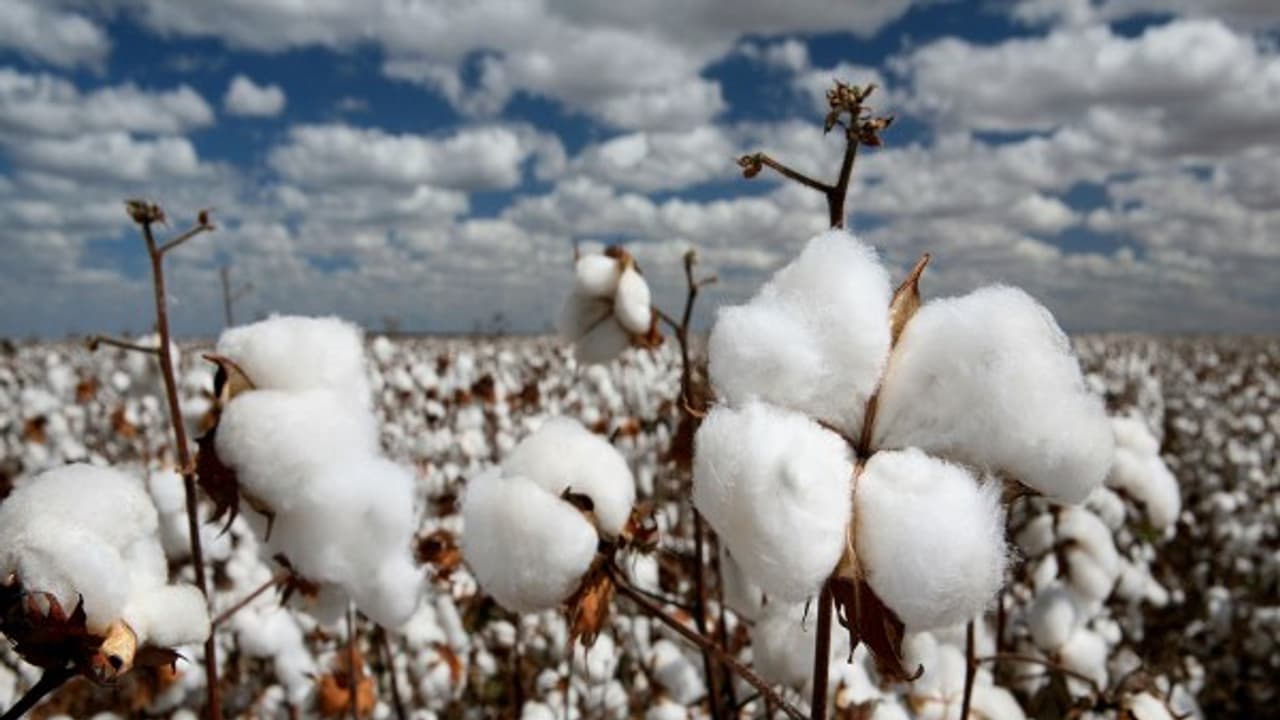 மானாவாரி நிலங்களில் இந்த பயிரை தாராளமாய் விவசாயம் செய்யலாம்... மானாவாரி நிலங்களில் இந்த பயிரை தாராளமாய் விவசாயம் செய்யலாம்...