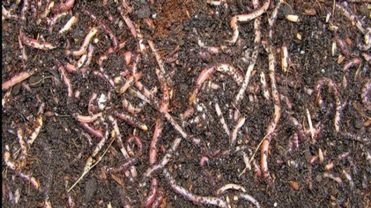 மண்புழு உரம் தயாரிக்க ஏற்ற மண் புழுக்கள் எவை? இதை வாசிங்க தெரியும்? மண்புழு உரம் தயாரிக்க ஏற்ற மண் புழுக்கள் எவை? இதை வாசிங்க தெரியும்?