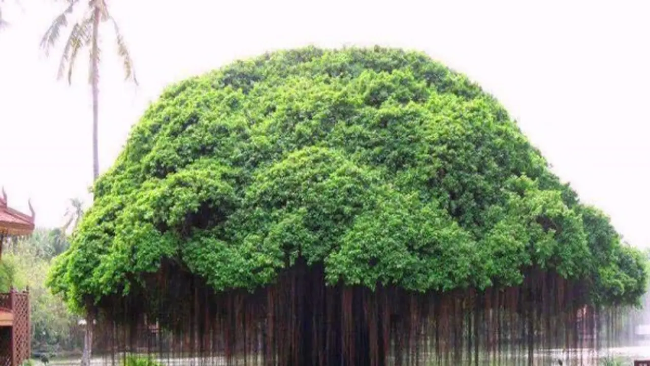 ஆலமரம் எப்போதும் சிறப்பு வாய்ந்ததாக இருக்க இதுதான் காரணம்... ஆலமரம் எப்போதும் சிறப்பு வாய்ந்ததாக இருக்க இதுதான் காரணம்...