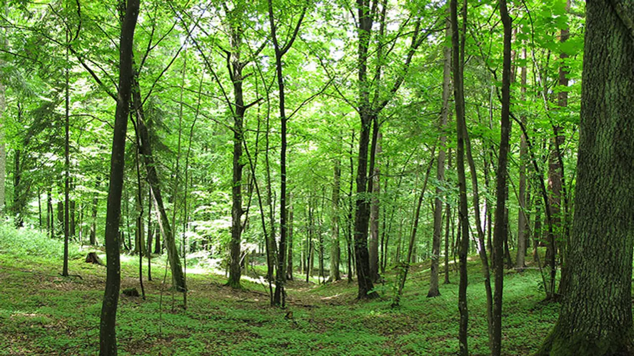 How Maharashtra is using technology to increase forest cover