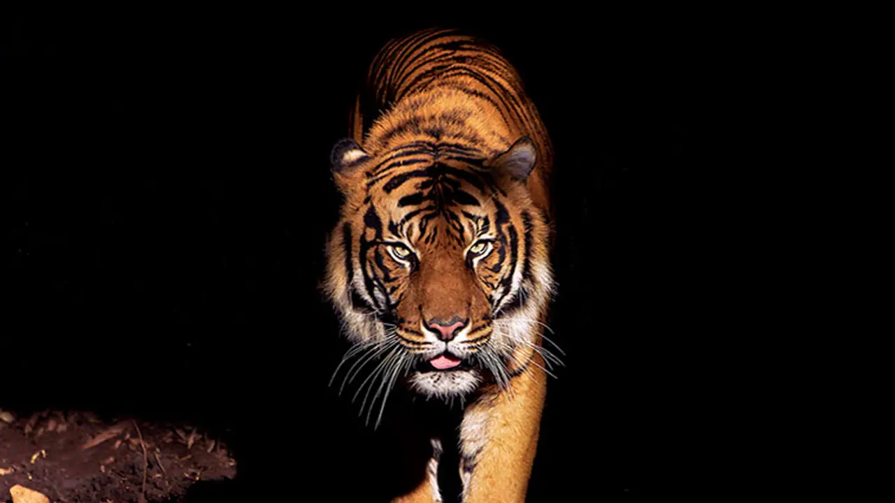 A jungle book story of love and revenge: Tiger in mourning kills his mate's poacher