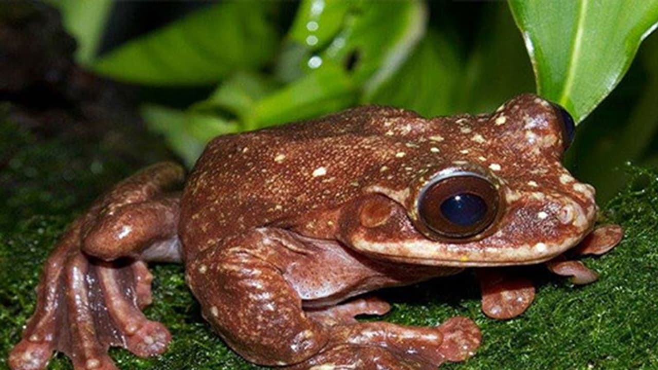 ಮರಗಪ್ಪೆಗಳ ಅಳಿವಿಗೆ ಕಾರಣವೇನು? ಮರಗಪ್ಪೆಗಳ ಅಳಿವಿಗೆ ಕಾರಣವೇನು?