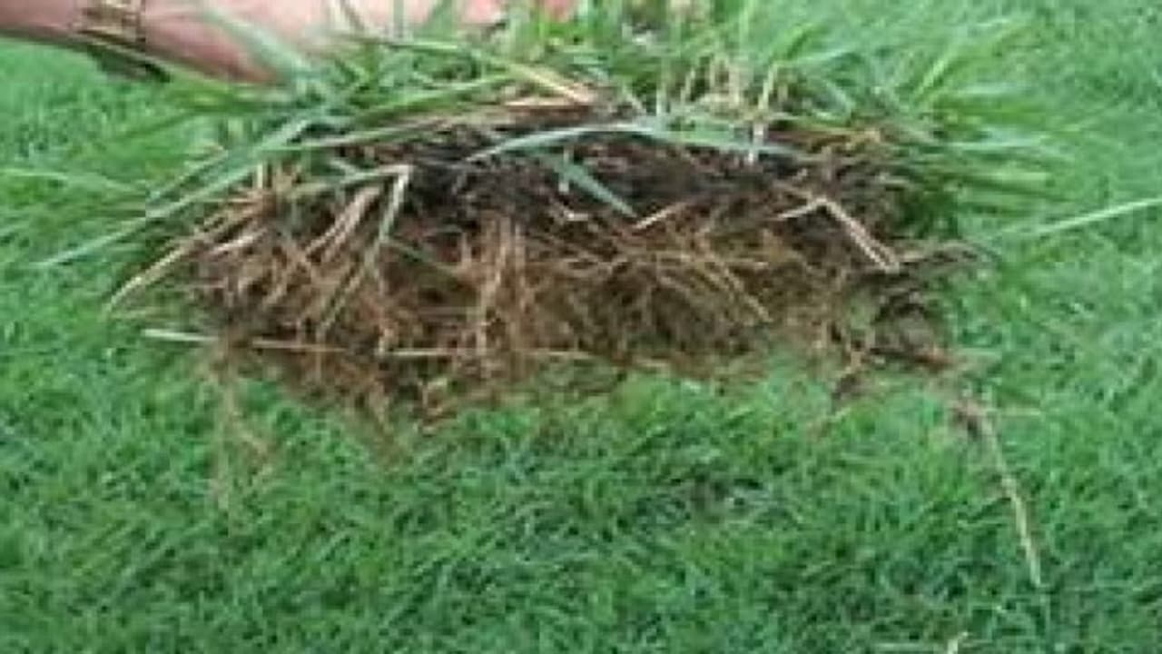 கொத்துக் கொத்தாய் வருமானம் தரும் “கோரை” கொத்துக் கொத்தாய் வருமானம் தரும் “கோரை”