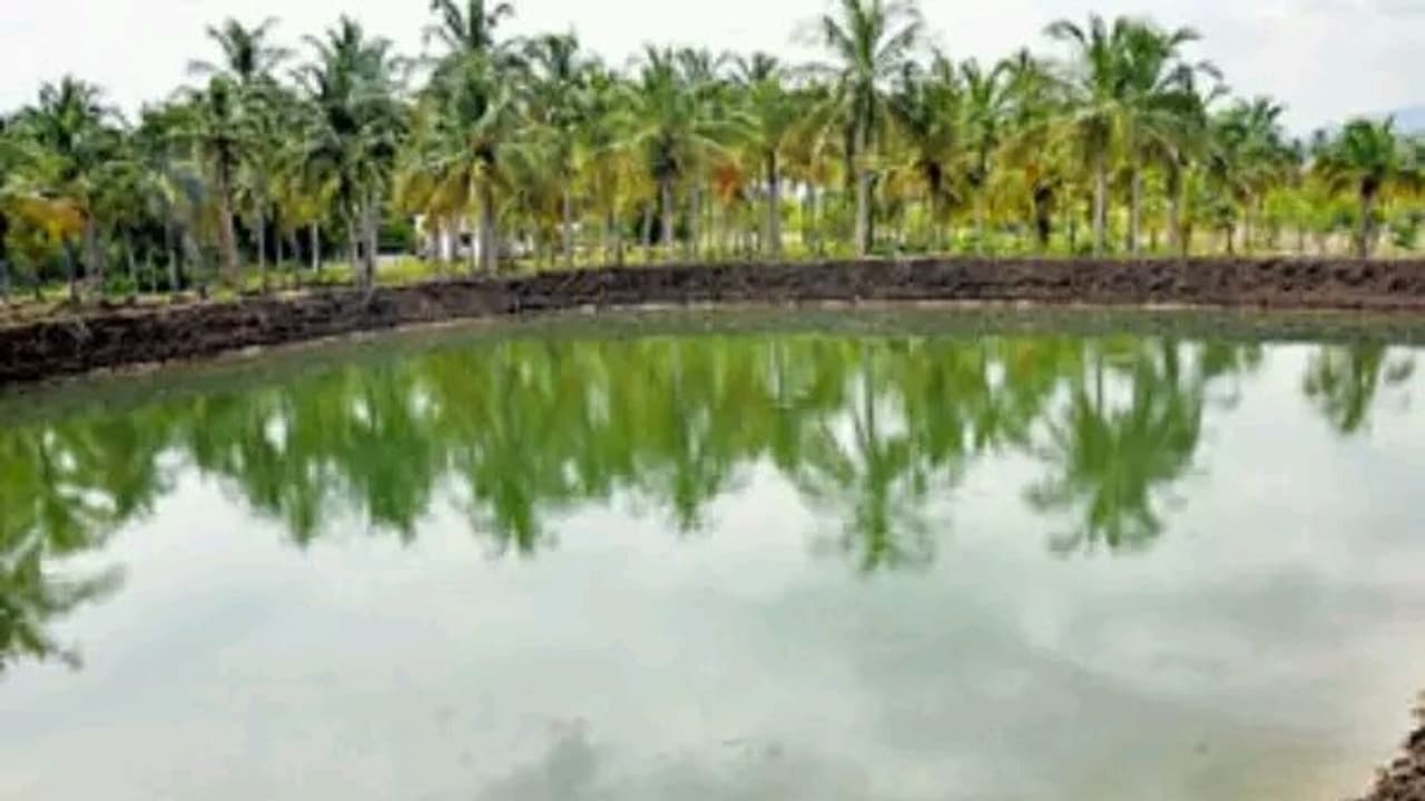 மீன் வளர்ப்புக் குளத்தைக் இப்படி அமைத்தால் இலாபம் பெறலாம்... மீன் வளர்ப்புக் குளத்தைக் இப்படி அமைத்தால் இலாபம் பெறலாம்...