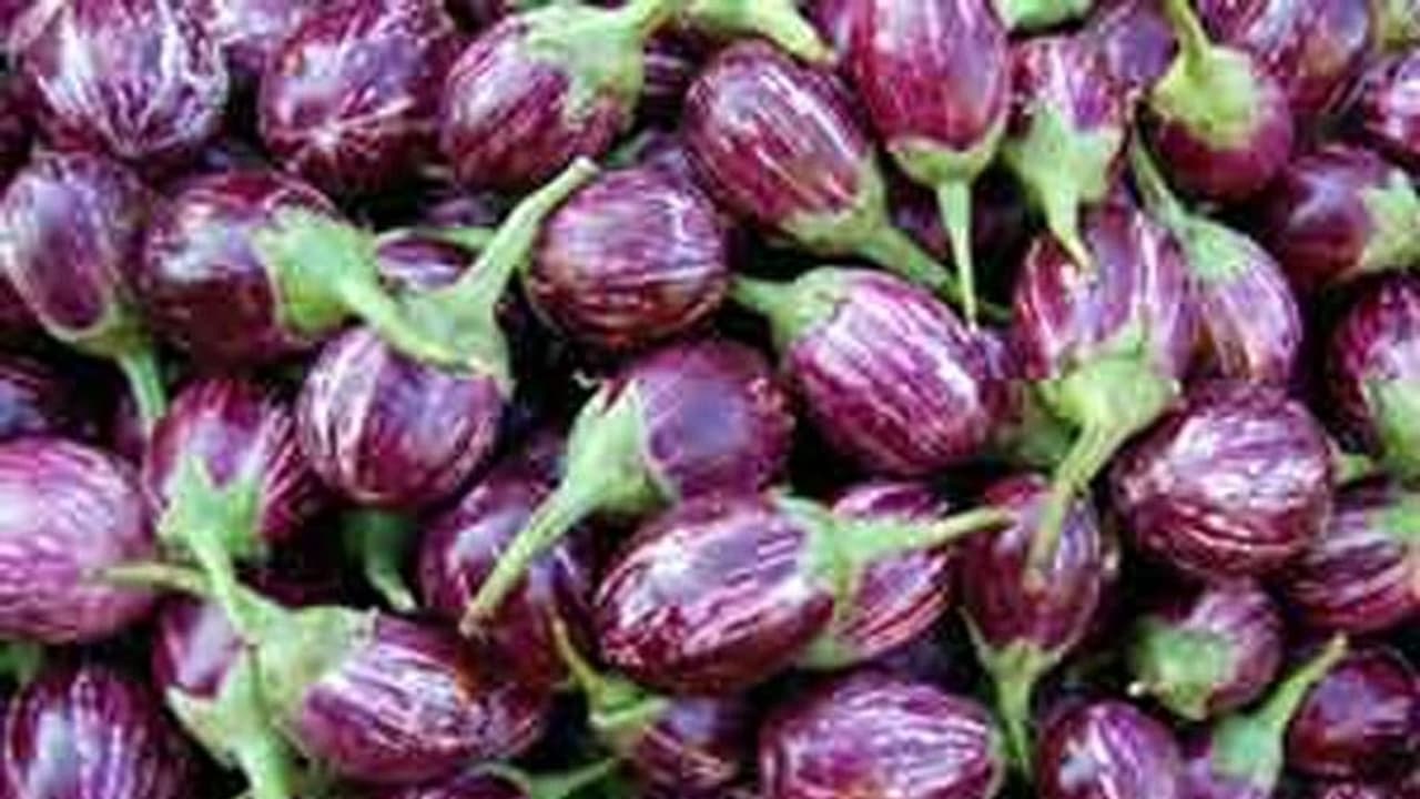 இந்த இரண்டு பூச்சிகள் தாக்குவதால்தான் கத்திரிக்காயில் அதிக சேதமே! 