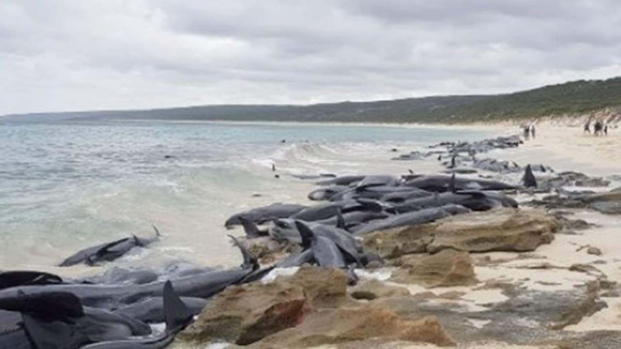 തിമിംഗലങ്ങളുടെ ശവപ്പറമ്പായി ഓസ്ട്രേലിയയിലെ കടല്തീരം തിമിംഗലങ്ങളുടെ ശവപ്പറമ്പായി ഓസ്ട്രേലിയയിലെ കടല്തീരം