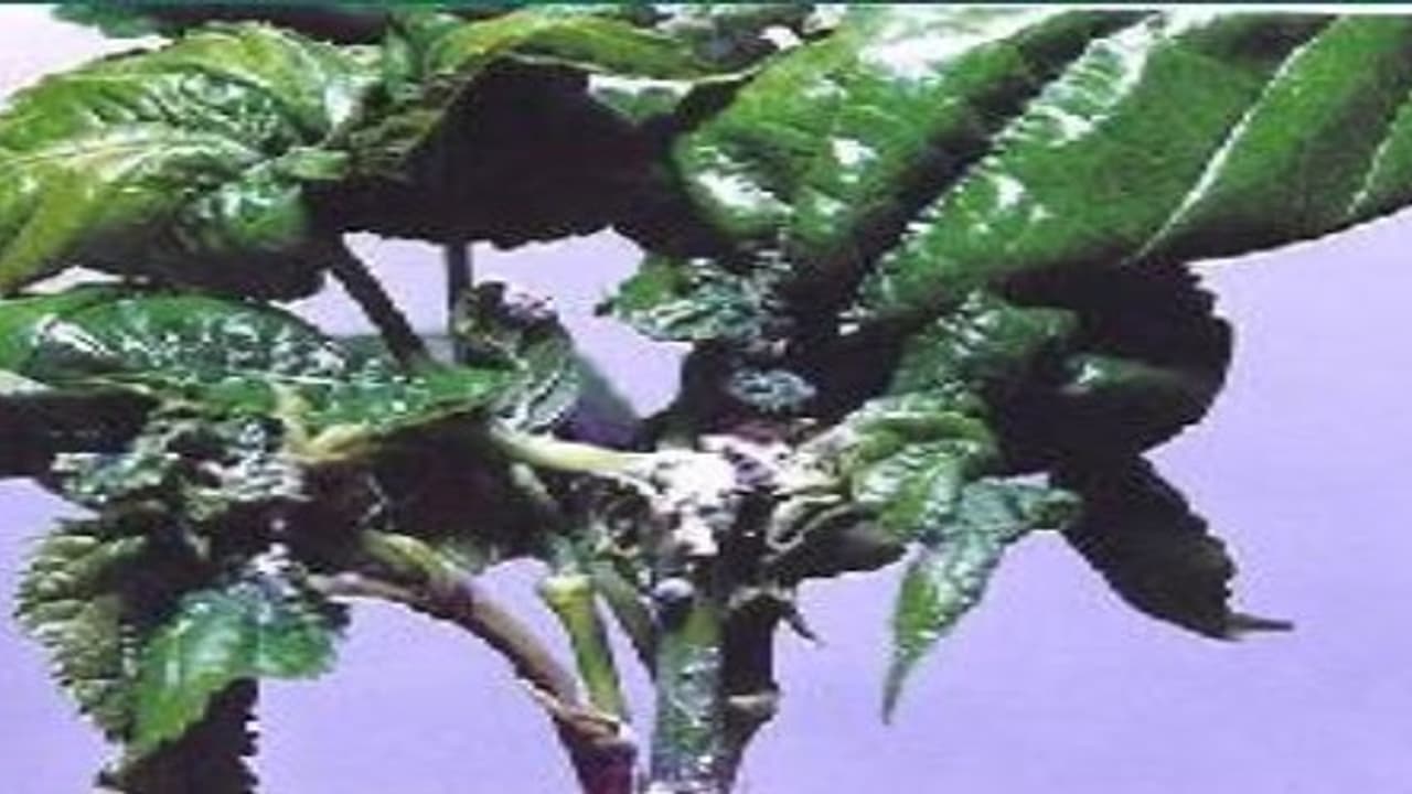 மல்பெரிச் செடியை தாக்கும் முக்கியமான பூச்சிகள் மற்றும் அவற்றின் மேலாண்மை… மல்பெரிச் செடியை தாக்கும் முக்கியமான பூச்சிகள் மற்றும் அவற்றின் மேலாண்மை…