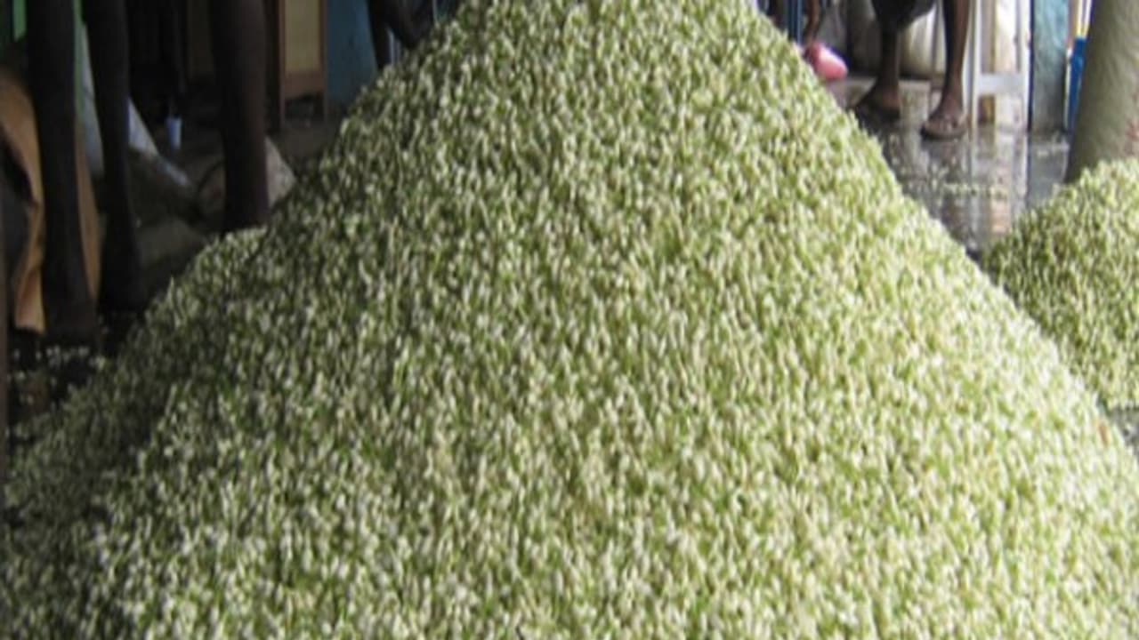 சாதி மல்லி சாகுபடியில் அதிக மகசூல் கிடைக்க இதை செய்யுங்கள்… சாதி மல்லி சாகுபடியில் அதிக மகசூல் கிடைக்க இதை செய்யுங்கள்…