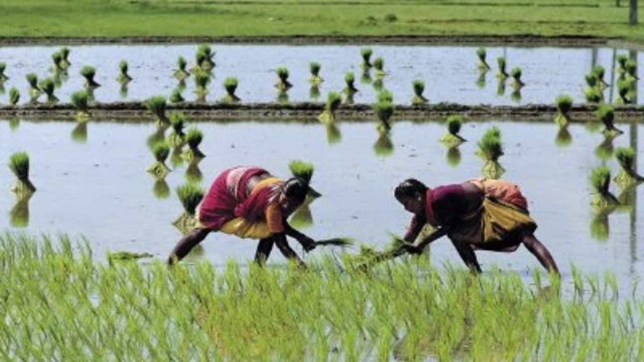 சாகுபடி செய்யப்படும் நெல்லிற்கு ஏற்றதுபோல பாசன நீர் பயன்படுத்தினாலே போதும்… சாகுபடி செய்யப்படும் நெல்லிற்கு ஏற்றதுபோல பாசன நீர் பயன்படுத்தினாலே போதும்…