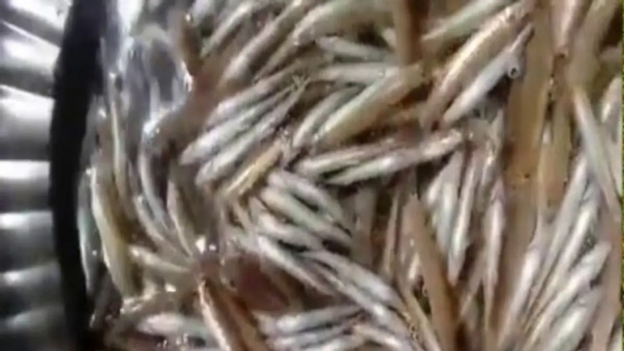 நம்ம தமிழகத்தின் ‘மாநில மீன்’ எது தெரியுமா? நம்ம தமிழகத்தின் ‘மாநில மீன்’ எது தெரியுமா?