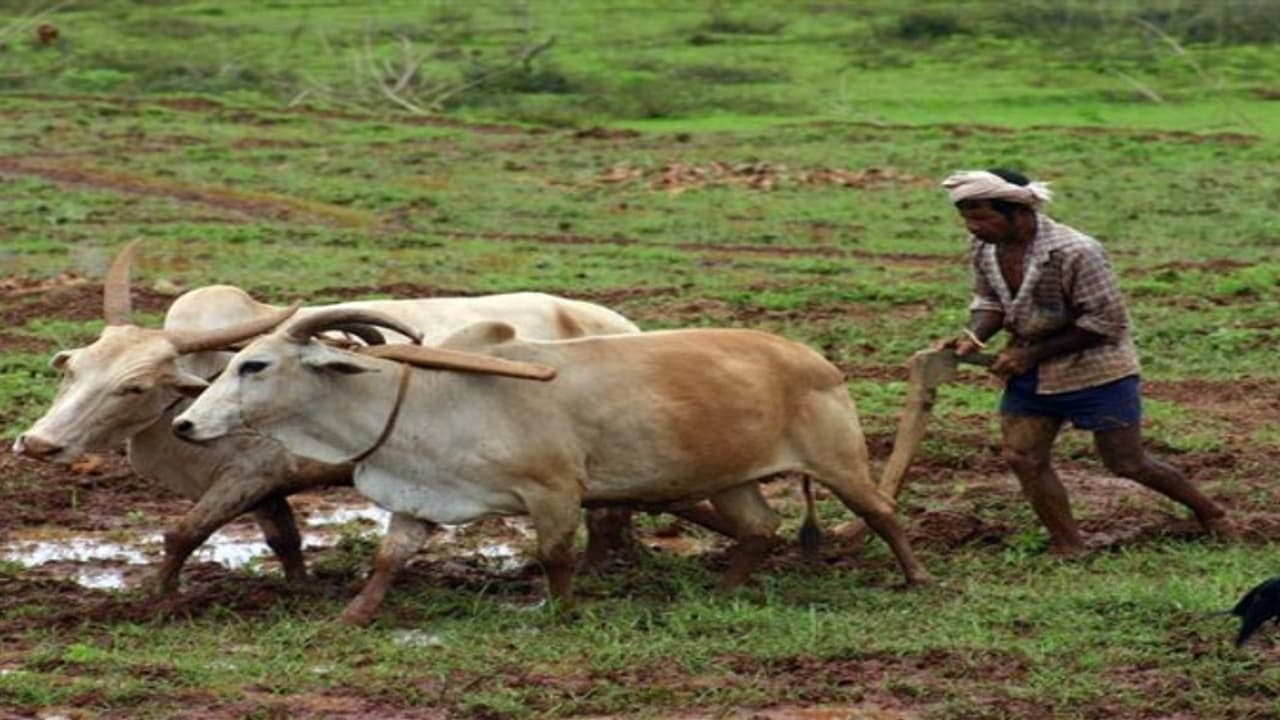 கோடையில் இந்த ரகத்தை பயிரிடுவதன் மூலம் அதிக வருமானம் பெறலாம்… கோடையில் இந்த ரகத்தை பயிரிடுவதன் மூலம் அதிக வருமானம் பெறலாம்…
