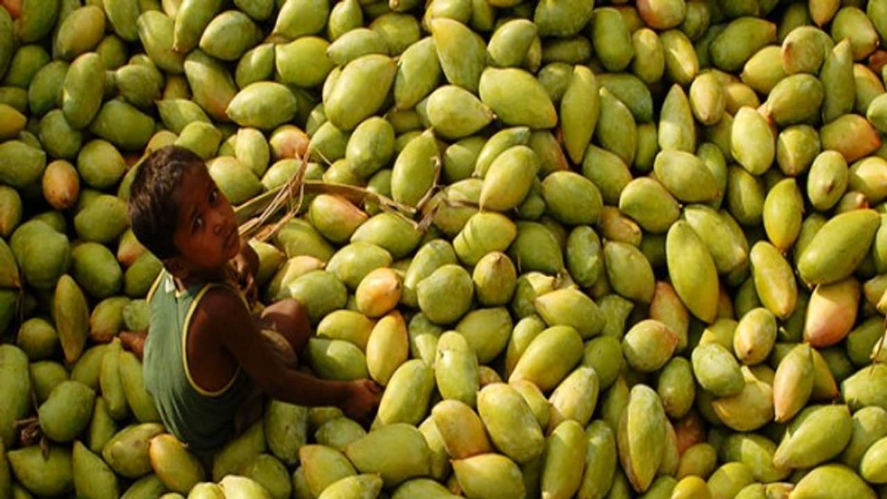 எளிய இயற்கை முறையில் மாம்பழ சாகுபடி செய்வது எப்படி? எளிய இயற்கை முறையில் மாம்பழ சாகுபடி செய்வது எப்படி?