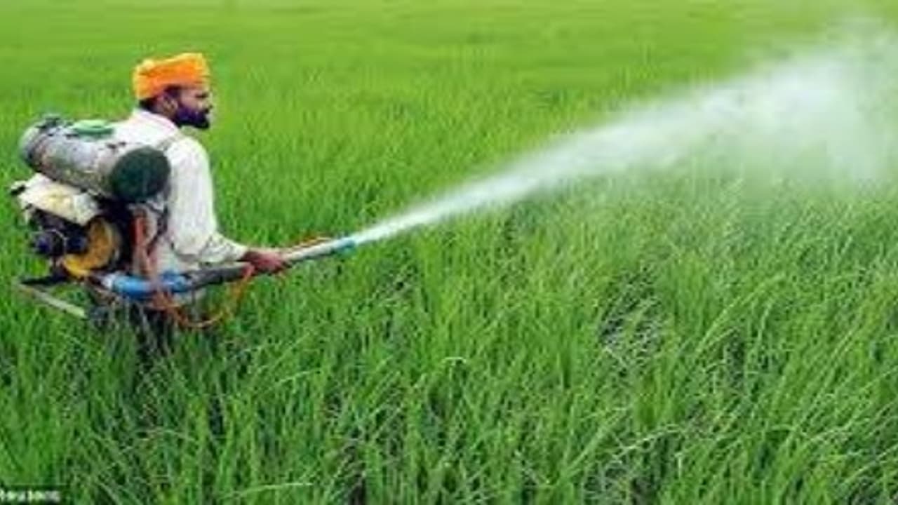 பூச்சிகளை அழிக்க ரசாயன பூச்சிக் கொல்லிகள் அவசியமா? பூச்சிகளை அழிக்க ரசாயன பூச்சிக் கொல்லிகள் அவசியமா?