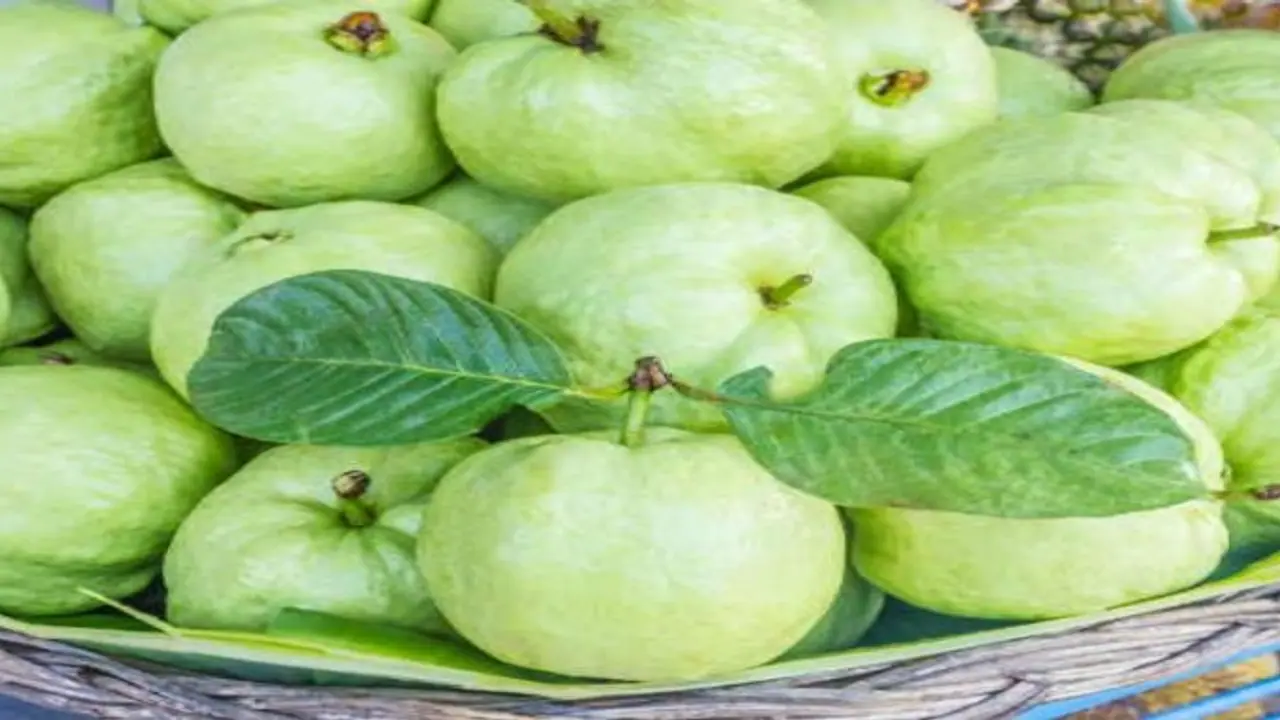 உங்களுக்குத் தெரியுமா? நோய் எதிர்ப்பு சக்தியை அள்ளித் தருவது கொய்யாக்காய்.. உங்களுக்குத் தெரியுமா? நோய் எதிர்ப்பு சக்தியை அள்ளித் தருவது கொய்யாக்காய்..