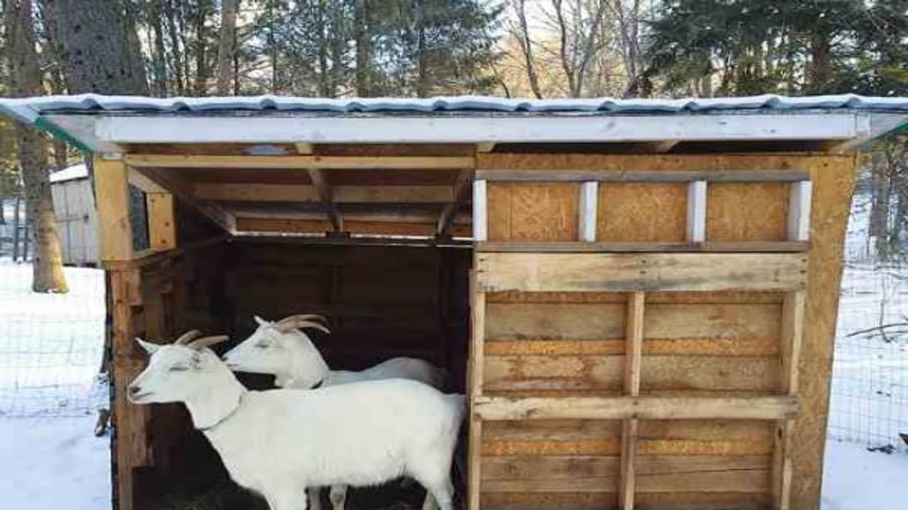நோயுற்ற ஆடுகளுக்கு ஏற்றபடி கொட்டில்களை எப்படி அமைப்பது? நோயுற்ற ஆடுகளுக்கு ஏற்றபடி கொட்டில்களை எப்படி அமைப்பது?