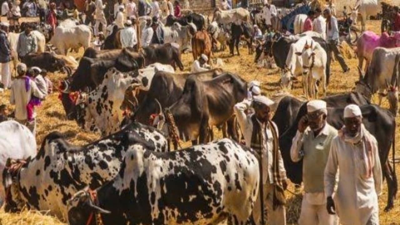 கால்நடைகளின் ஊட்டசத்து பற்றாக்குறையை போக்க தீவன மரங்கள் உதவும்… கால்நடைகளின் ஊட்டசத்து பற்றாக்குறையை போக்க தீவன மரங்கள் உதவும்…